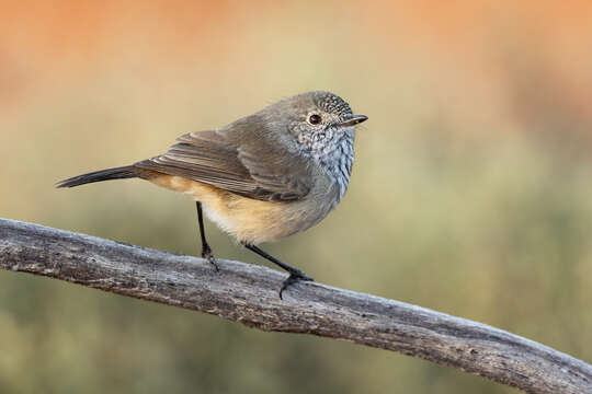 Image of Inland Thornbill