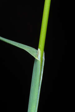 Image of Smooth Meadow-grass