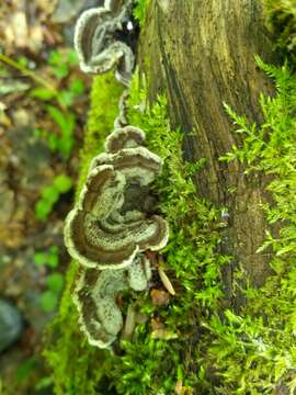 Image of Auricularia mesenterica (Dicks.) Pers. 1822