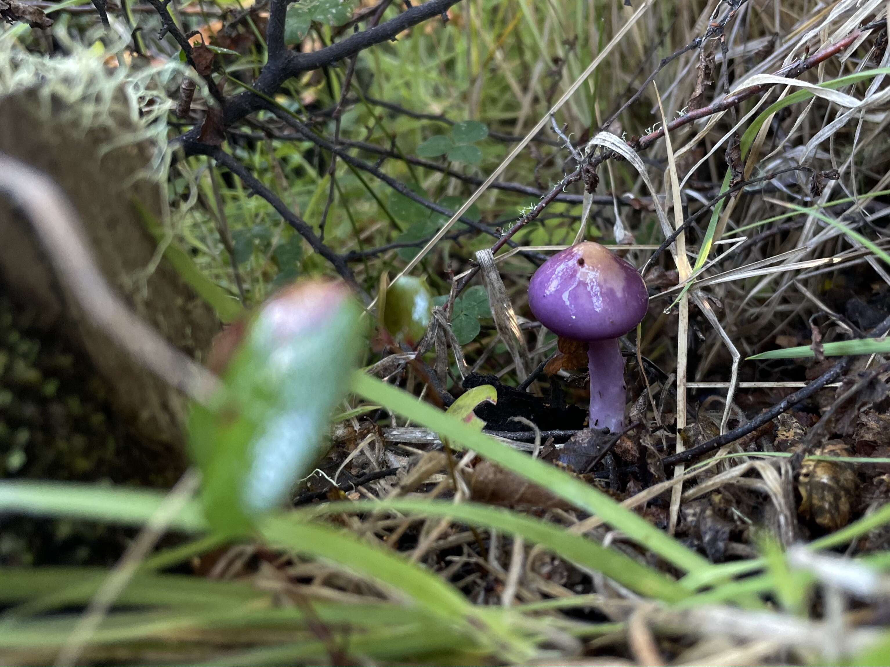 Image of Cortinarius magellanicus Speg. 1887