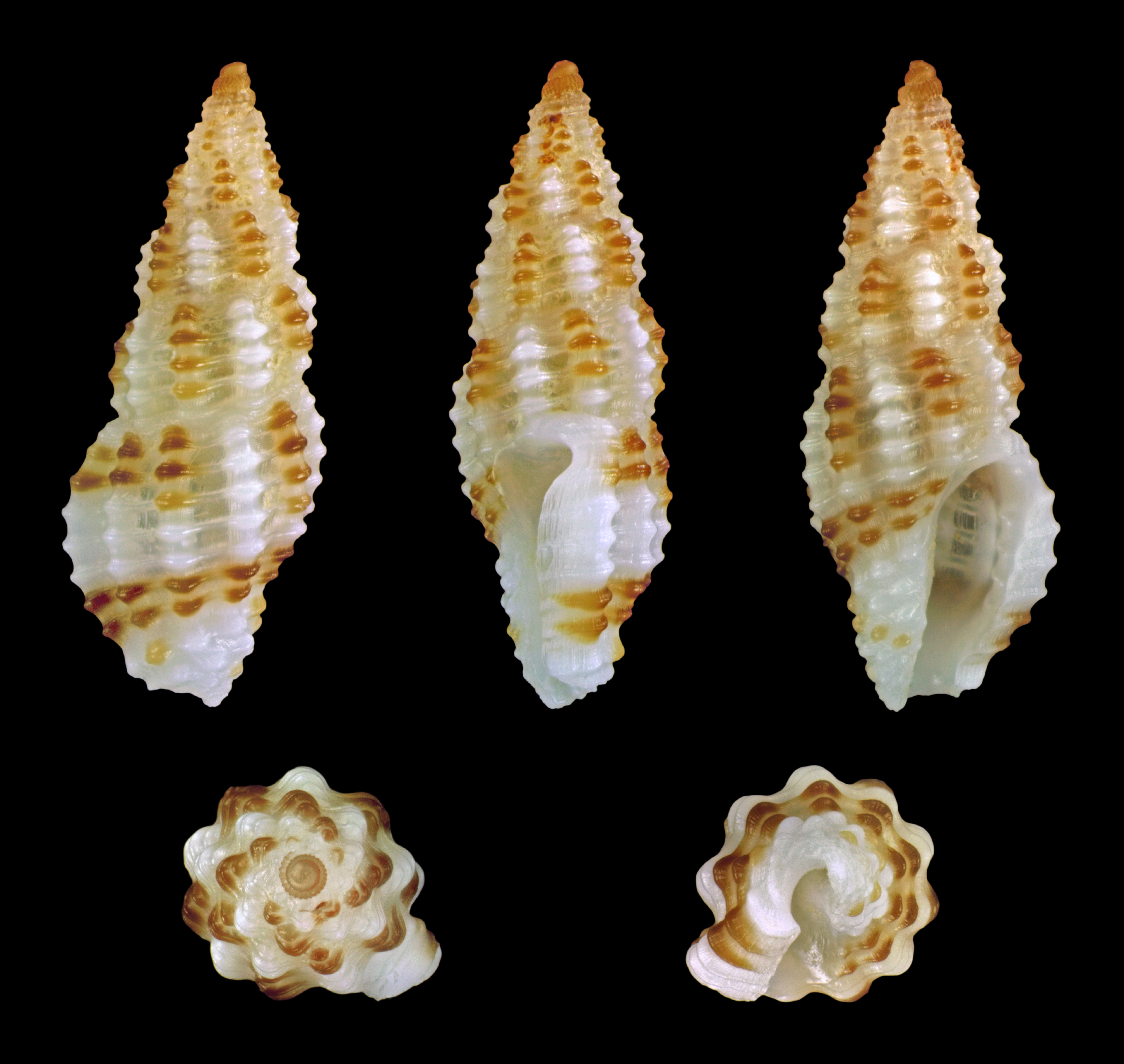 Image of Pseudodaphnella tincta (Reeve 1846)