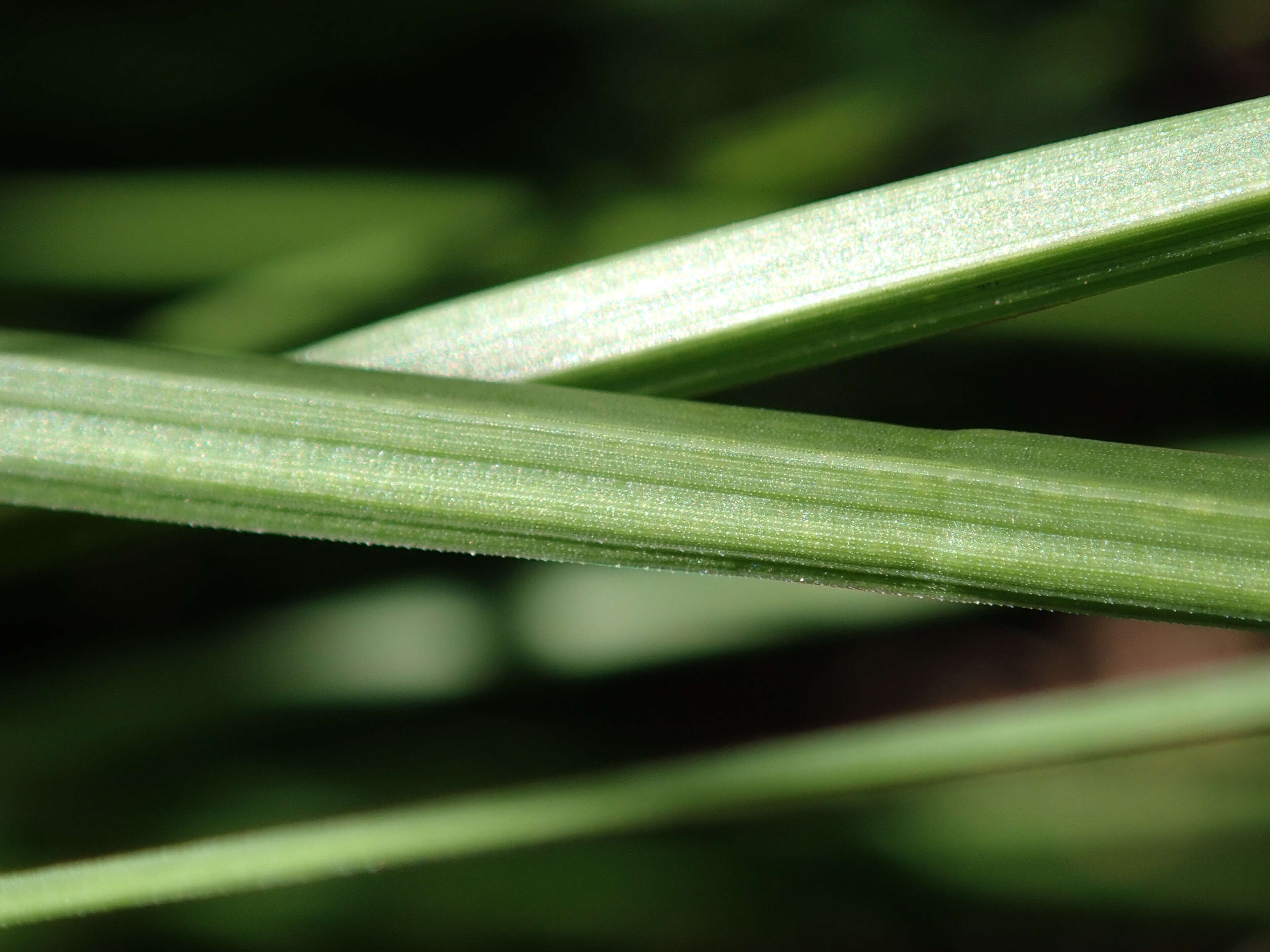 Imagem de Pennisetum alopecuroides