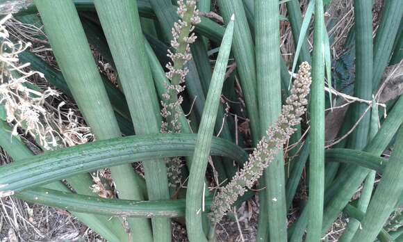 Image of African bowstring hemp