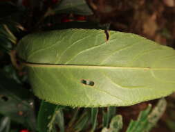 Plancia ëd Ardisia crispa (Thunb.) A. DC.