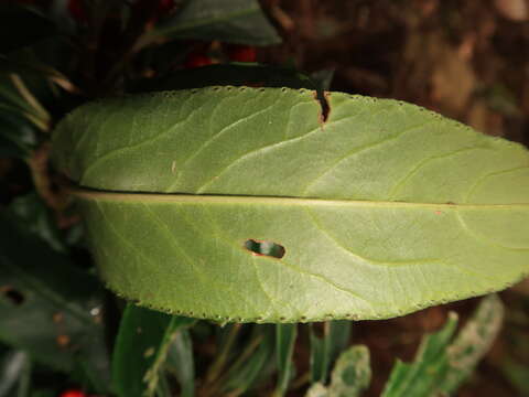 صورة Ardisia crispa (Thunb.) A. DC.