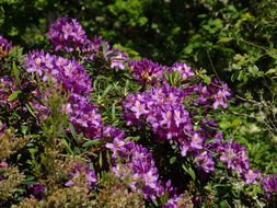 Image of <i>Rhododendron ponticum baeticum</i>