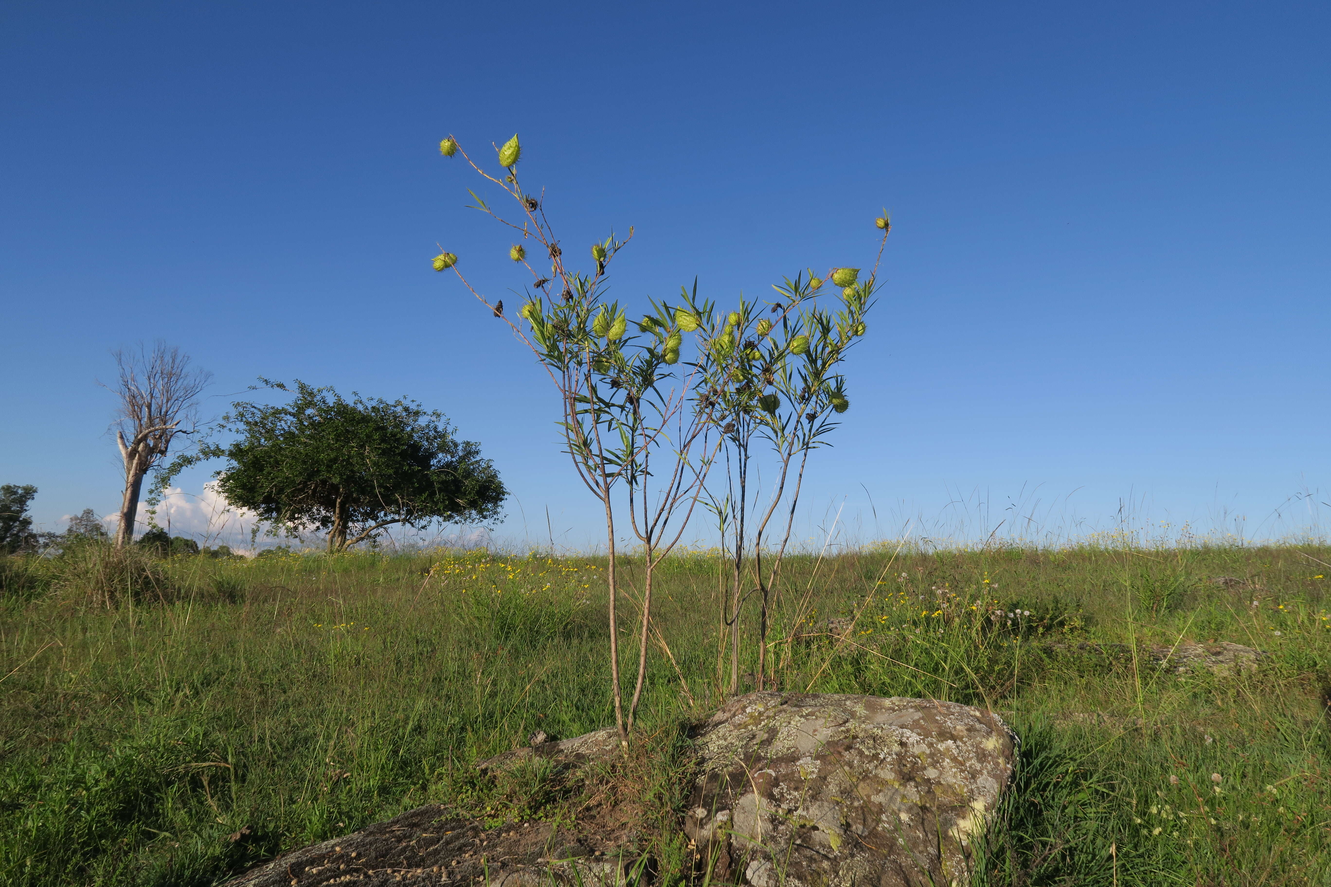 Слика од Gomphocarpus fruticosus subsp. fruticosus