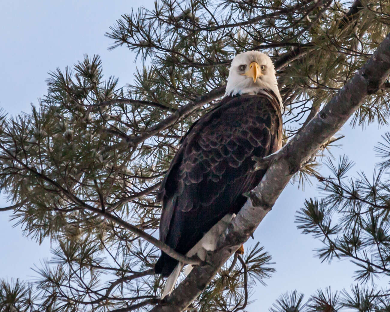 Image of Bald Eagle