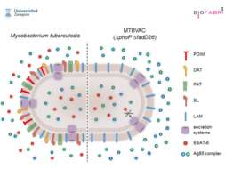 صورة 'Mycobacterium tuberculosis complex'