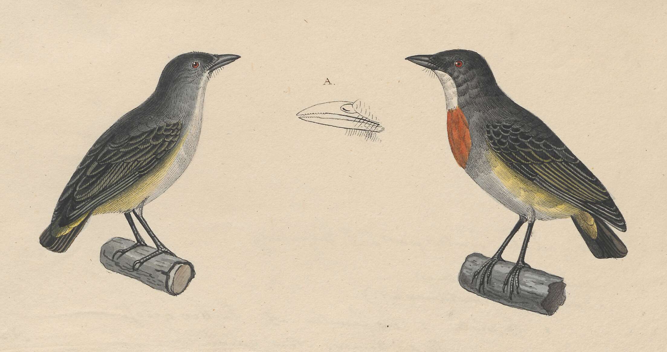 Image of Flame-breasted Flowerpecker