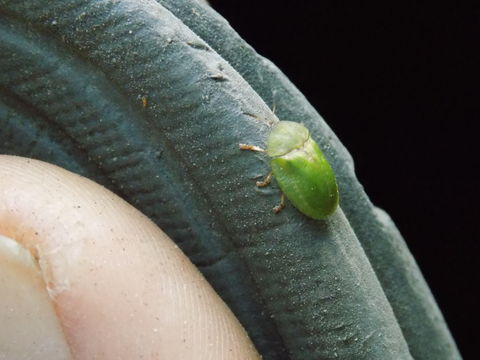 Image of thistle tortoise beetle