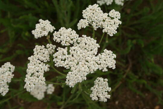 Image of Achillea collina J. Becker ex Rchb.