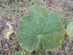 Image of Puccinia malvacearum Bertero ex Mont. 1852