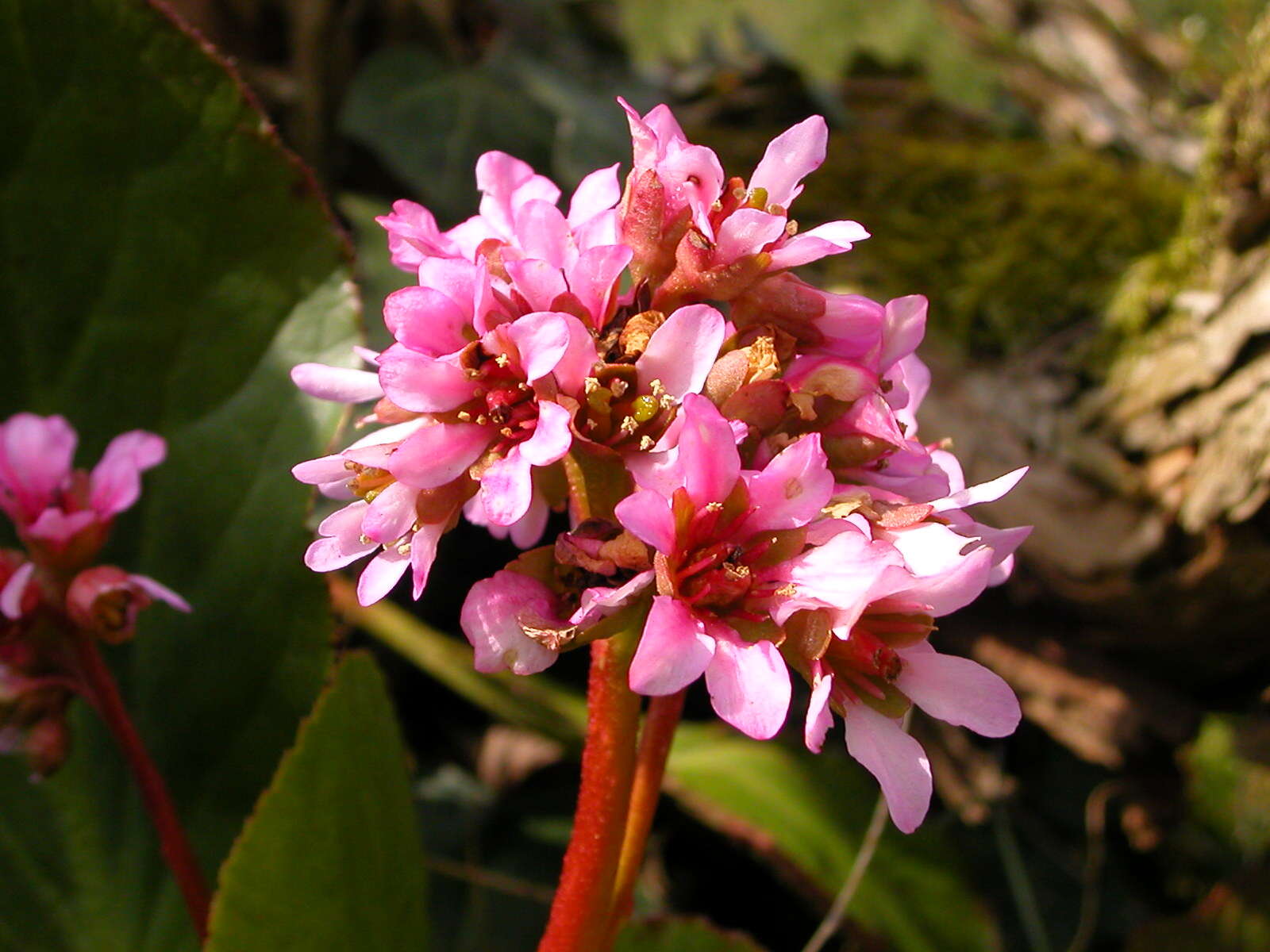 Image of elephant-ear