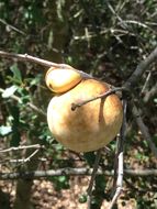 Image of California Gall Wasp