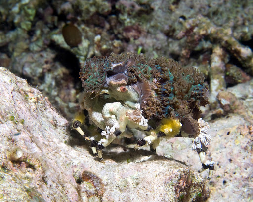 Image of Decorator crab