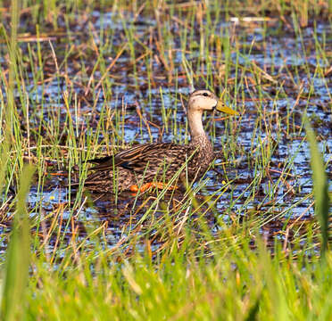 Image of Florida duck