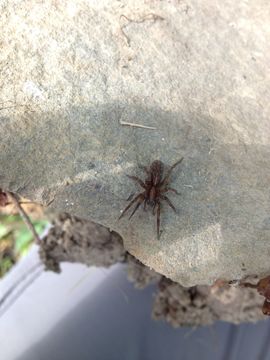 18.https www inaturalist org photos 1831365.580x360