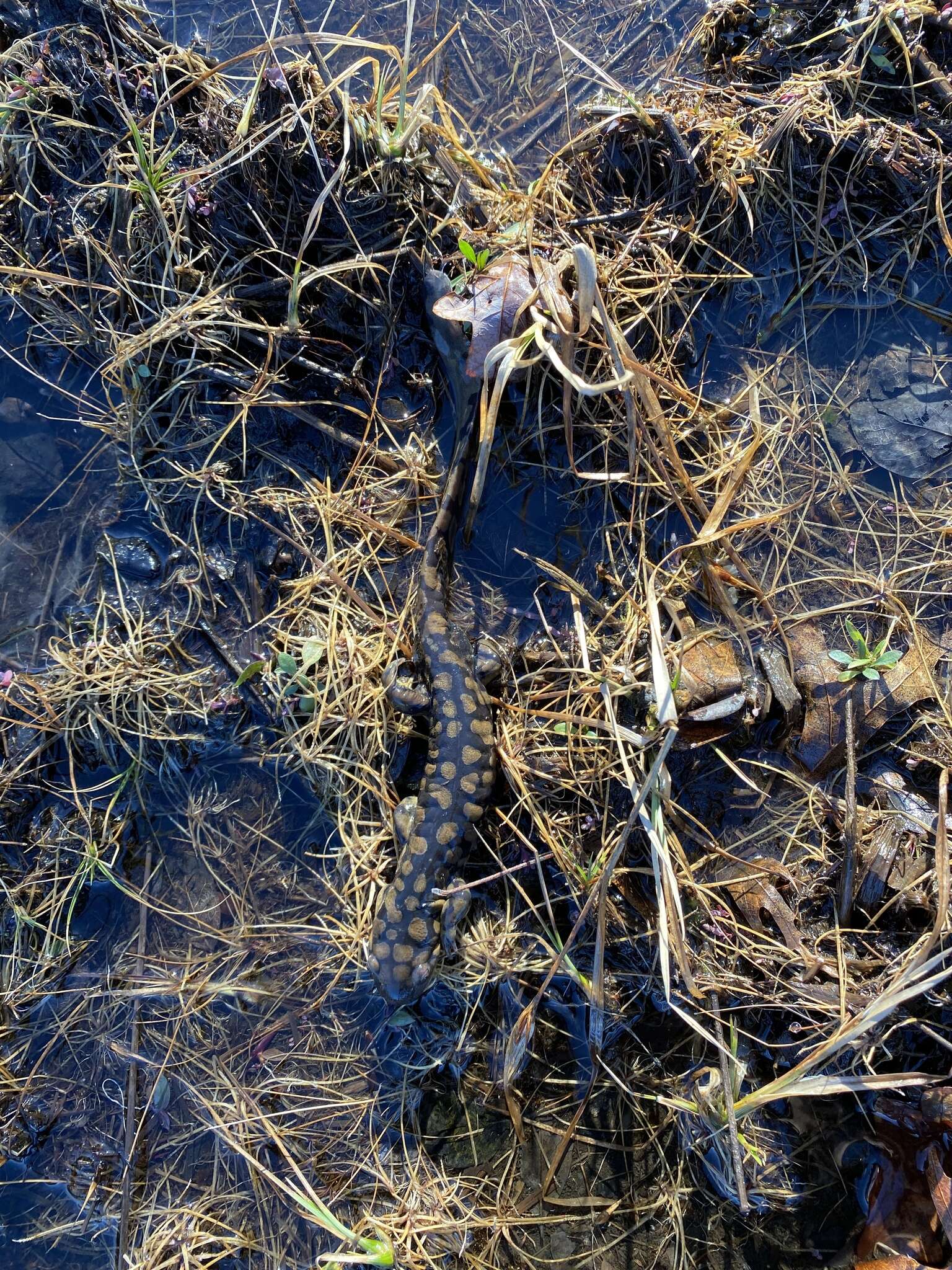 Image of Eastern Tiger Salamander