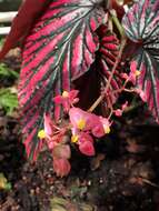 Слика од Begonia brevirimosa Irmsch.