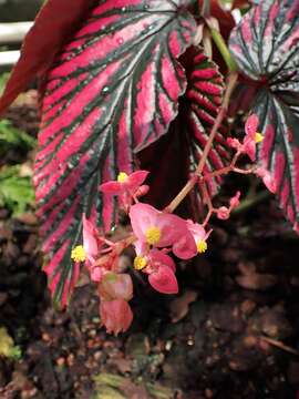 Image of Begonia brevirimosa Irmsch.