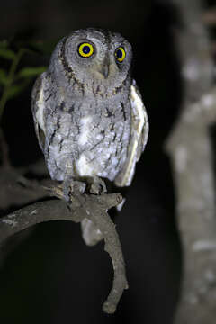 Image of African Scops Owl