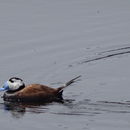 Image of White-headed duck