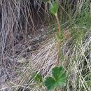 Image of <i>Geum calthifolium</i>