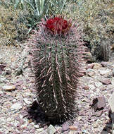 Image of Fire Barrel Cactus