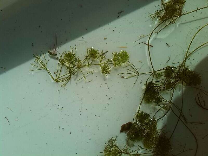 Image of Compact Stonewort