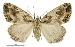 Image of Pseudocoremia rudisata Walker 1862