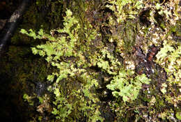 Image de Pseudocyphellaria glabra (Hook. fil. & Taylor) C. W. Dodge