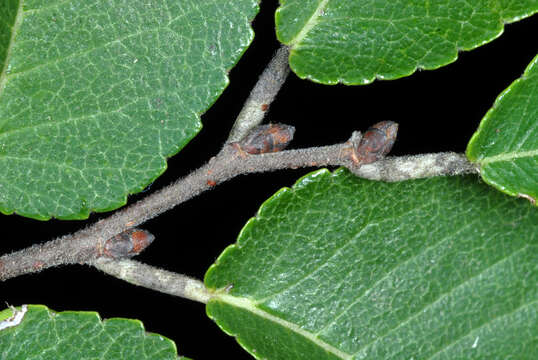 Image of Chinese elm