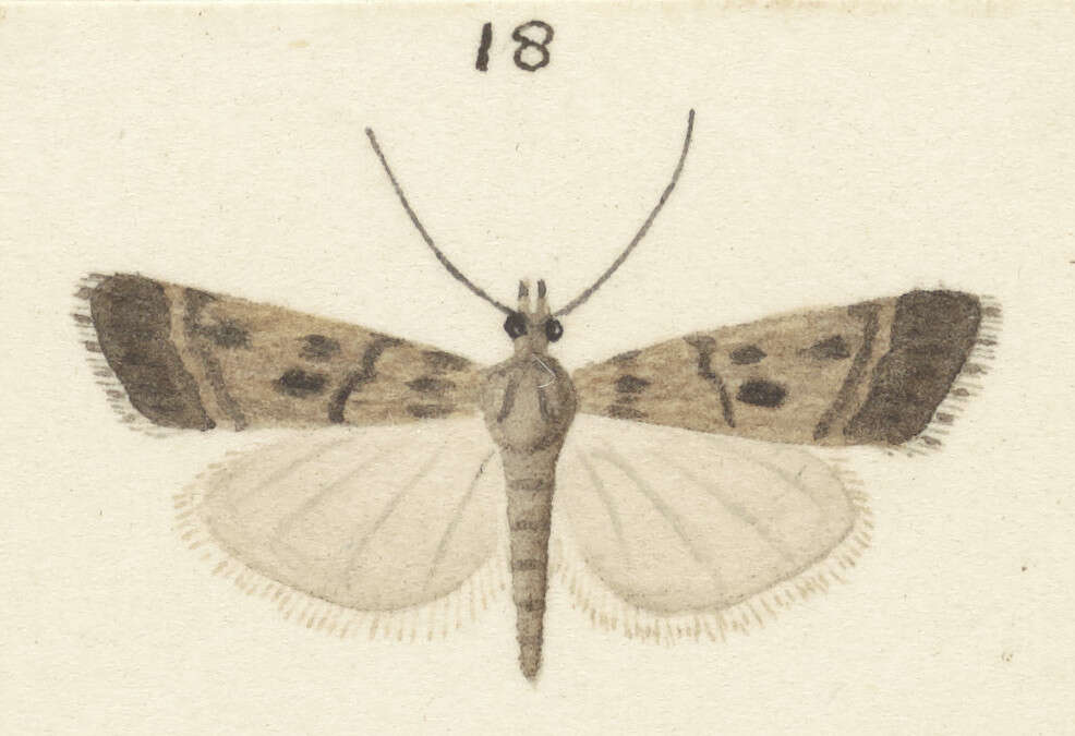 Sivun Eudonia gyrotoma Meyrick 1909 kuva