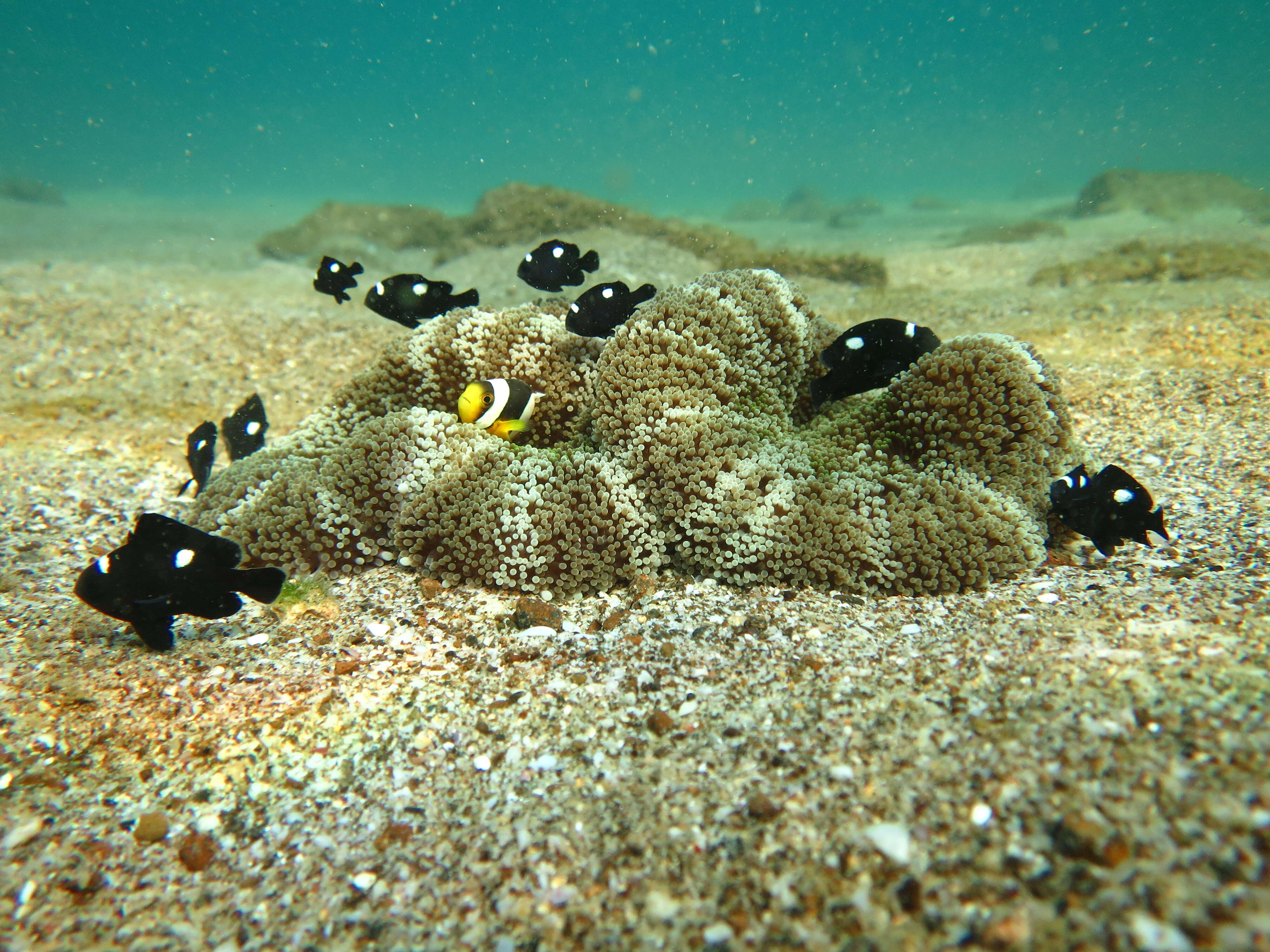 Image of Haddon's Carpet Anemone