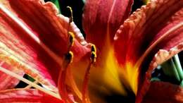 Image of Daylily