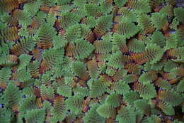 Image of Mosquito fern