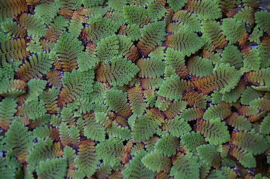 Image of Mosquito fern