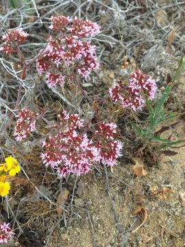 Image of <i>Chorizanthe fimbriata</i>