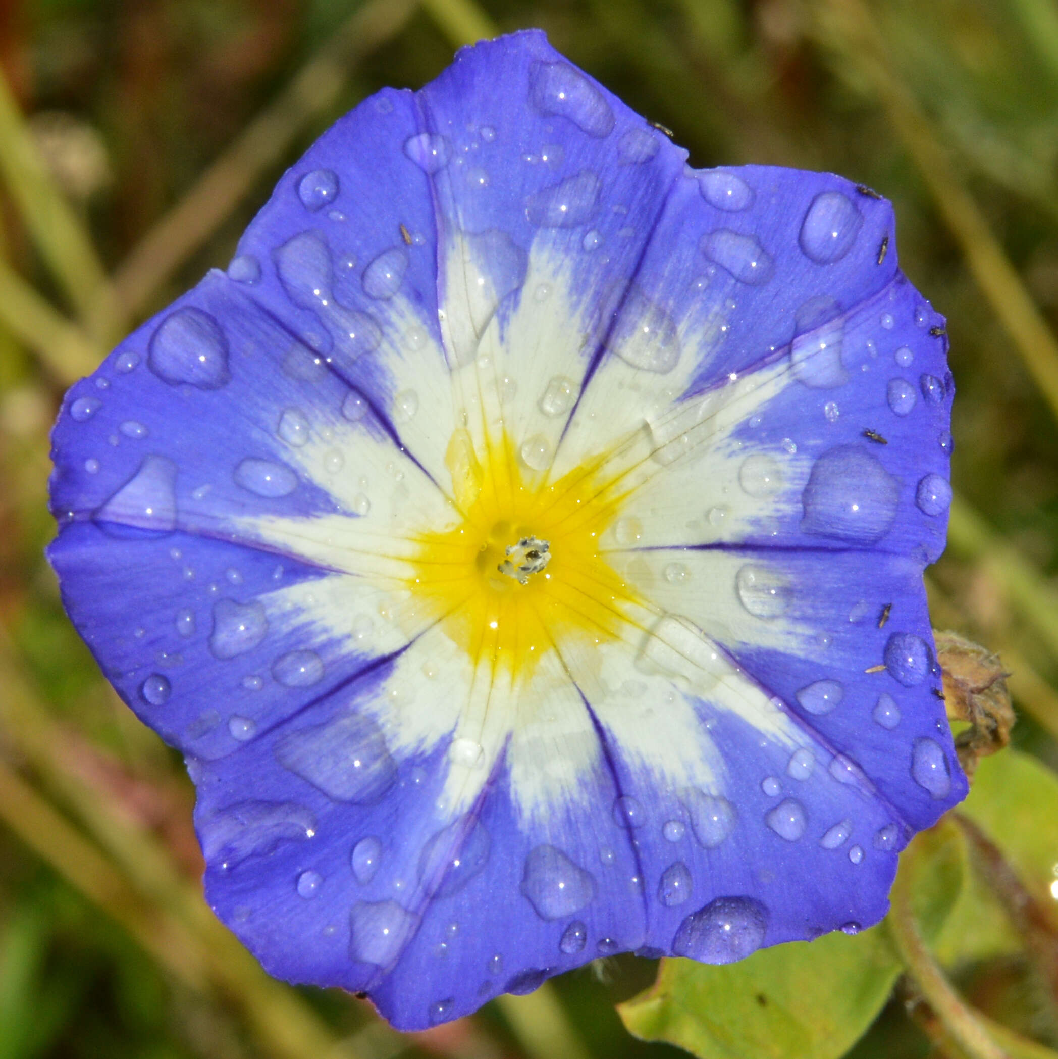 Image of Dwarf Morning Glory