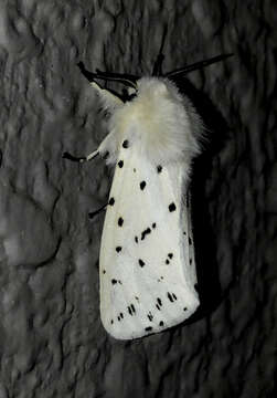 Image of Spilosoma Curtis 1825