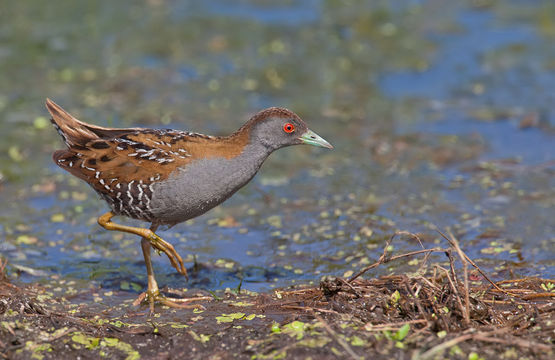 Image of <i>Zapornia pusilla</i>