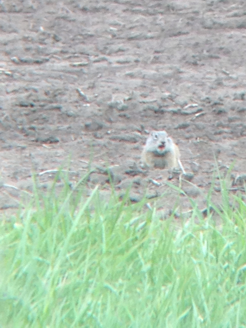 Image of Franklin's ground squirrel