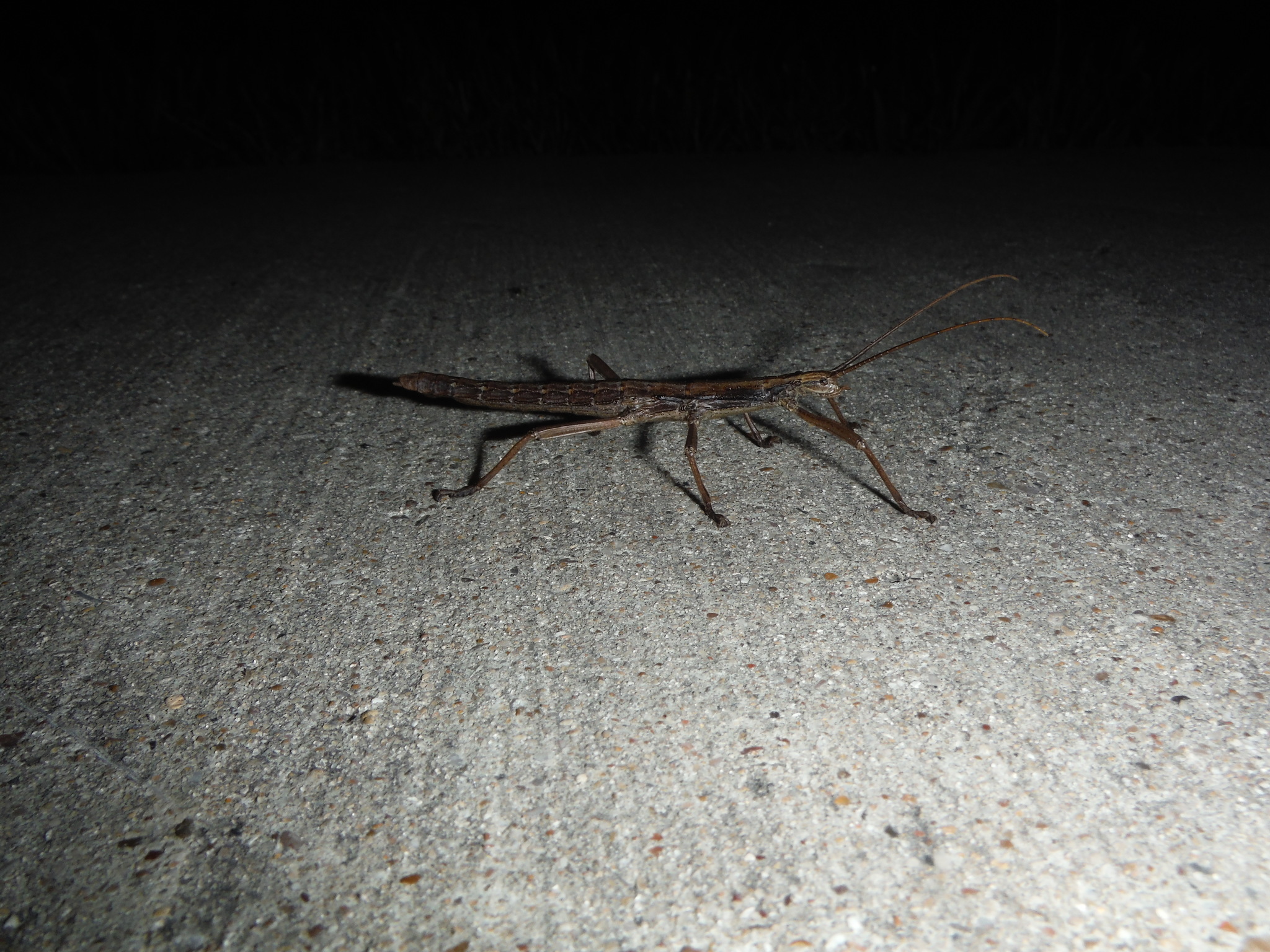 Image of Southern Two-striped Walkingstick