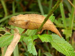 Plancia ëd Rieppeleon brevicaudatus (Matschie 1892)