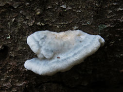Image of <i>Postia caesia</i>