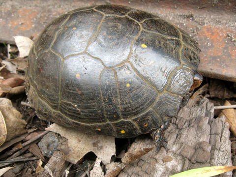 Image of Spotted turtle