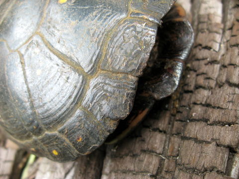 Image of Spotted turtle