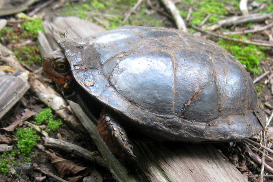 Image of Spotted turtle