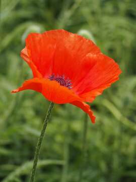 Image of Oriental poppy